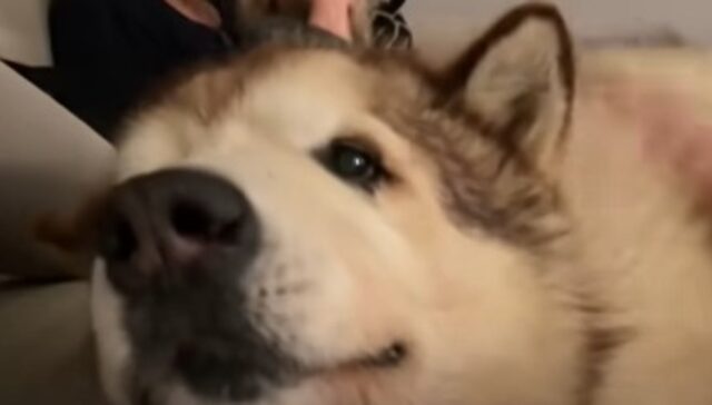 Husky giganti sono felici di vedere i loro nonni umani (VIDEO)