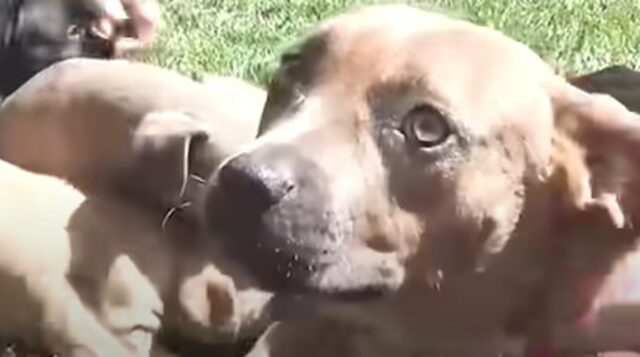 Mamma cagnolina e otto cuccioli sono stati salvati durante una tempesta (VIDEO)