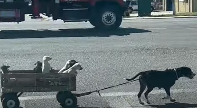 Mamma cagnolona porta i suoi cuccioli a passeggio insieme al loro umano (VIDEO)