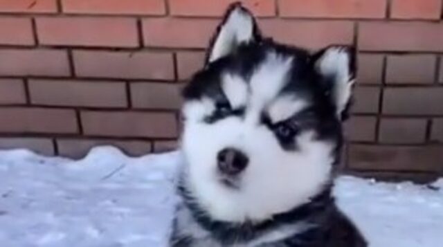 Una mamma Siberian Husky gioca sulla neve con i suoi piccoli cuccioli (VIDEO)