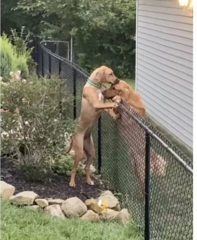 Cucciolo di cane supera la sua più grande paura per la sua amica (VIDEO)