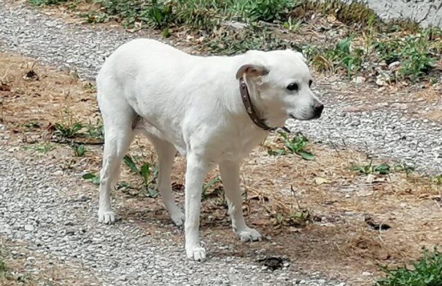 Roncoferraro, si dirige verso il fiume e fa perdere le proprie tracce, sono in corso le ricerche per la cagnolina Sissi