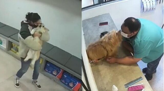 Le telecamere di sicurezza mostrano i dipendenti della toeletta mentre baciano e ballano con i cani