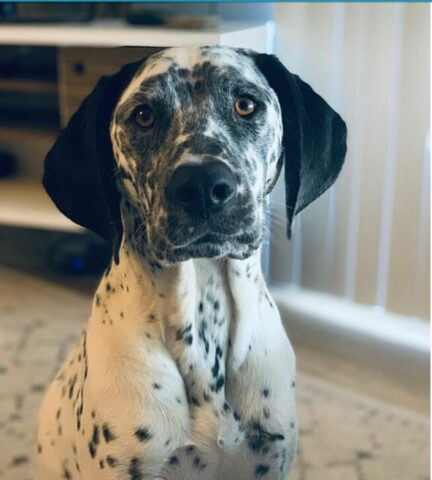 Cucciolo di cane protagonista di una scena davvero esilarante