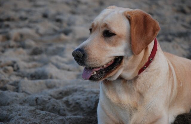 8 foto imperdibili di cani che dimostrano di sapere cosa significhi essere romantici