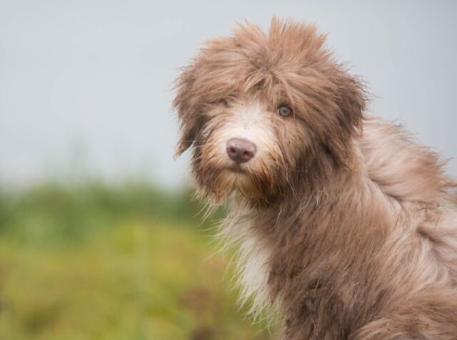 8 foto di cani che, dopo aver passato dei momenti difficili, scoprono l’adozione