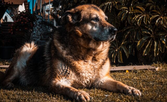 8 foto di cani che sono stati lasciati a giocare con terra e fango, il divertimento massimo per un cucciolo