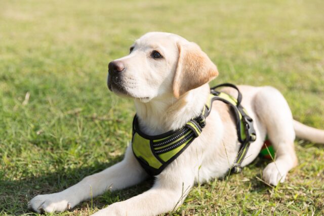 Il tribunale della contea di Aroostook ha assunto un labrador da terapia a tempo pieno