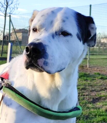 Fuffo, il cagnolone a cui hanno sparato non si fida più degli umani