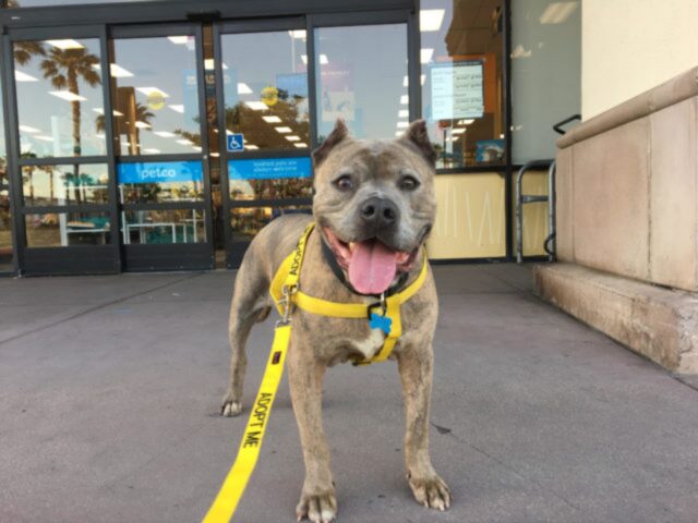 Mugzy, la cagnolona che ha vissuto anni dentro un box del rifugio