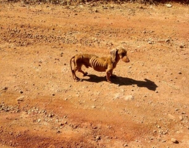 Pelanka, il cagnolino abbandonato nel nulla stava morendo di fame