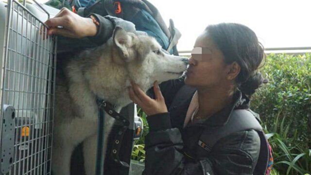 Studentessa ucraina percorre 20 km a piedi per salvare il suo cane