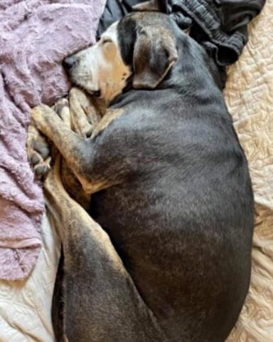 Sundae, la cagnolona dorme per la prima volta su un comodo letto