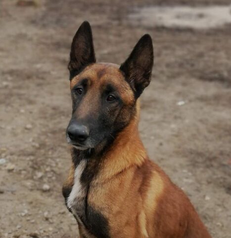 Thor, il Pastore del Malinois, cerca una famiglia per sempre