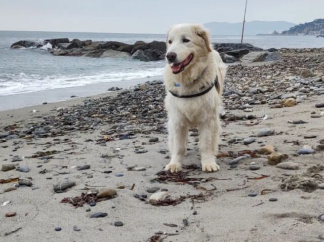 Alassio, da qualche giorno non si hanno notizie di Babà, questo cane Maremmano risulta disperso