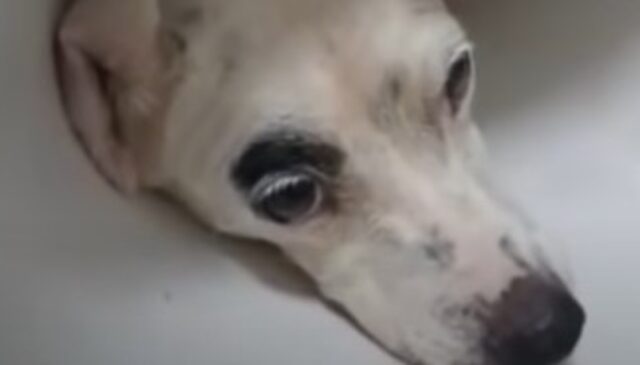 La cagnolina Aysu è stata salvata da una donna premurosa; ora sono inseparabili (VIDEO)