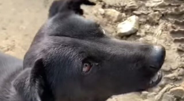 Cagnolona randagia e sola trova finalmente il conforto tra le braccia di alcuni volontari di un rifugio (VIDEO)