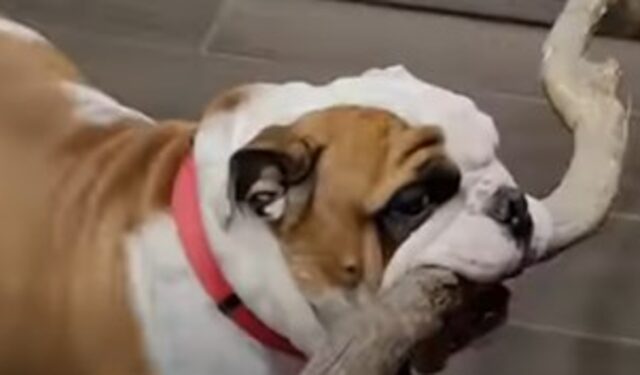 Cagnolone Bulldog inglese è ossessionato dai tronchi degli alberi (VIDEO)