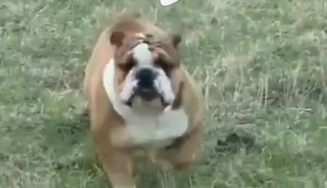 Cagnolone Bulldog inglese gioca e si diverte con delle mucche (VIDEO)