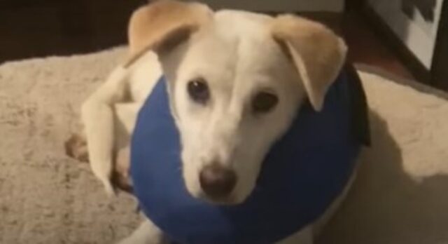 Cagnolone Labrador traumatizzato smette di avere paura dell’uomo (VIDEO)