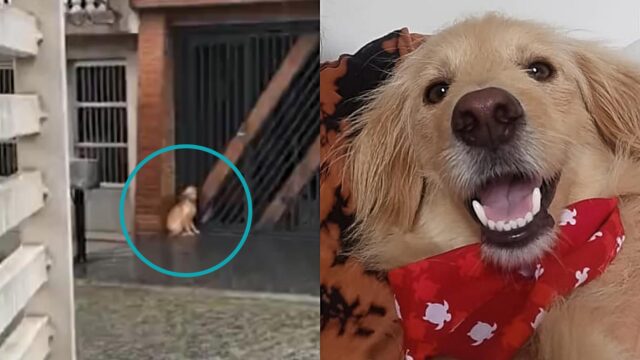 Il cane bagnato e infreddolito viene aiutato da una famiglia mentre si ripara dalla pioggia