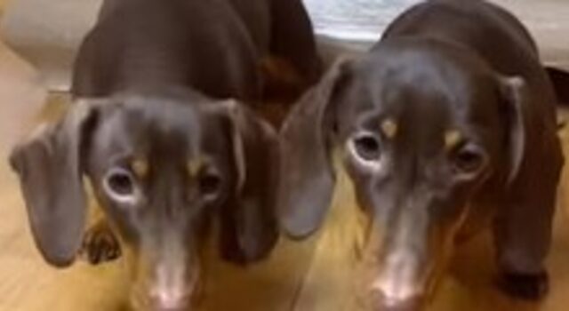 Cuccioli di cane gemelli sono incuriositi da ciò che sta facendo il loro umano