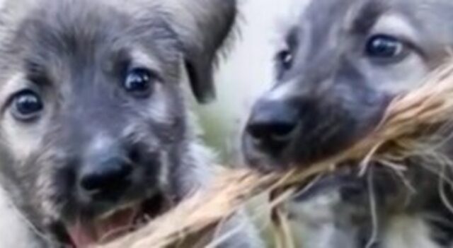 Cuccioli di cane gemelli identici hanno stupito il mondo animale per la loro peculiarità (VIDEO)