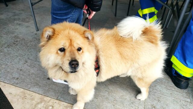 Cuccioli di cane randagi meritano una casa per la vita: l’iniziativa del comune di Bagheria