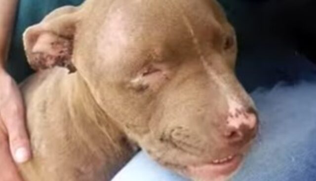 Cucciolo Pitbull in fin di vita riesce a riprendersi e a vivere, malgrado le difficoltà (VIDEO)