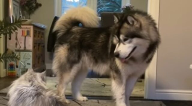 Cucciolo di Husky vorrebbe giocare con il gatto di casa che invece lo scaccia (VIDEO)