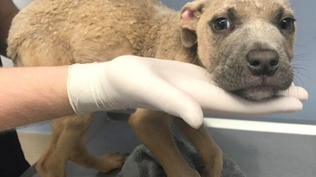 Cucciolo di cane malformato Chance è stato abbandonato vicino ad un cimitero (VIDEO)