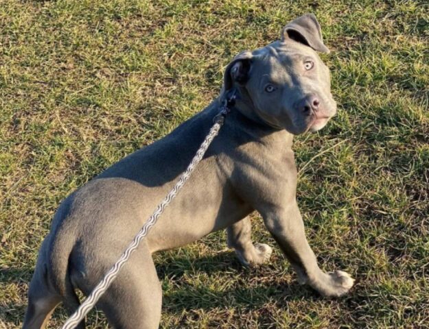 Marano Vicentino, rapita una cagnolina Pitbull di 6 mesi, rabbia ed apprensione per questo caso delicato