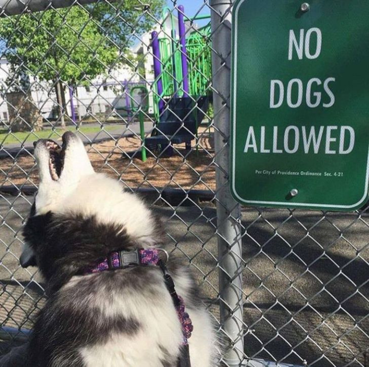 Dogs allowed. No Dogs. When Dogs are not allowed. Colored and Dogs no entrance.