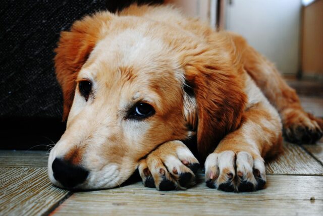 Cani: in Spagna finalmente riconosciuti come esseri senzienti