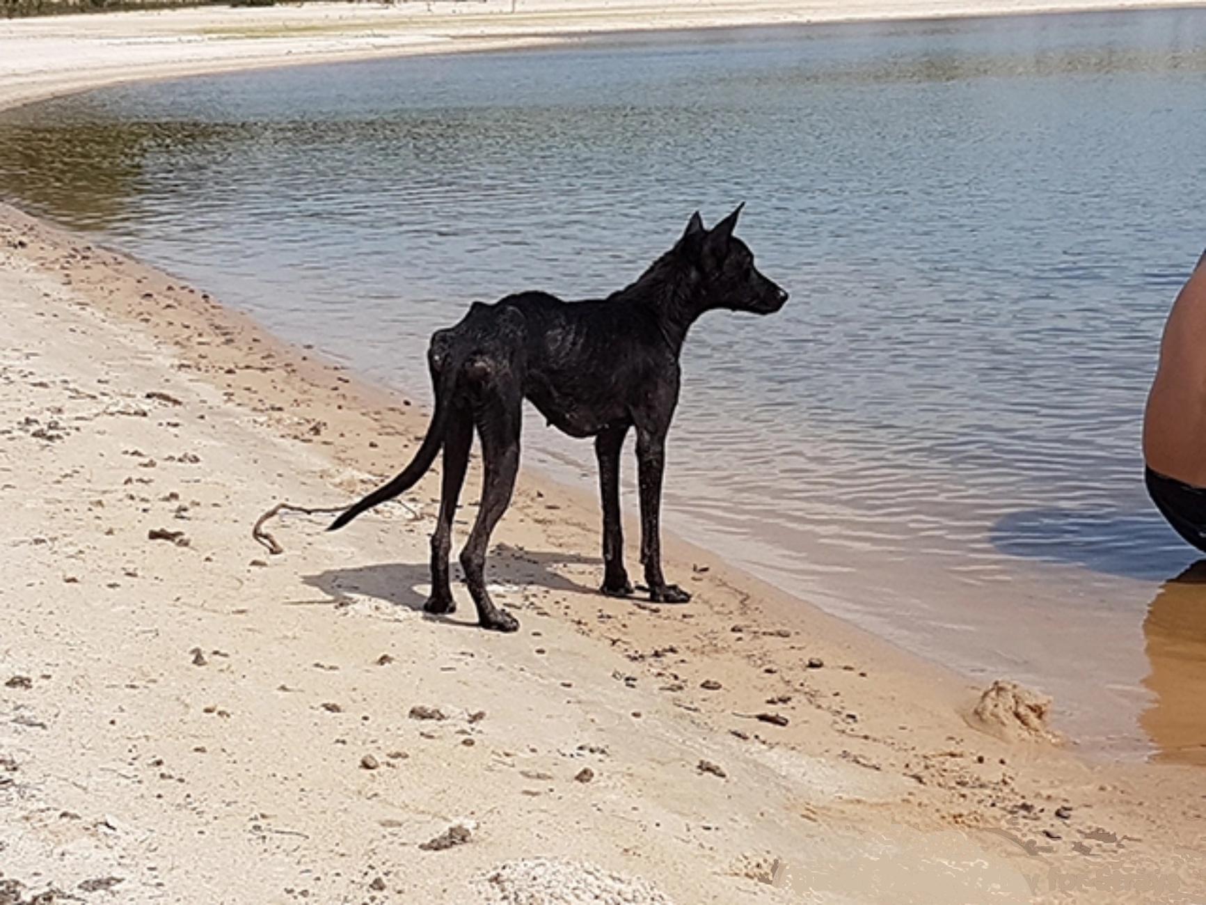 Черная худая собака
