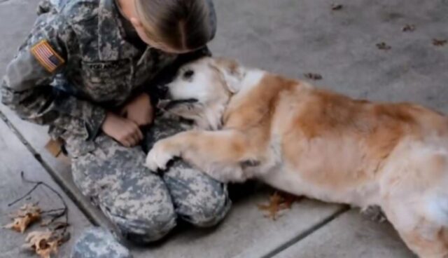 Cane anziano piange emozionato per il ritorno del suo padrone soldato (VIDEO)