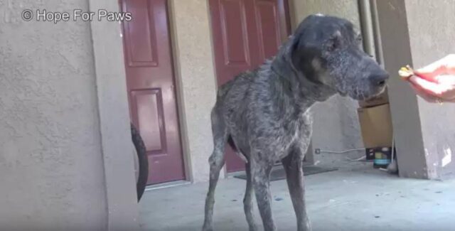 Cane scomparso da due anni viene ritrovato e salvato