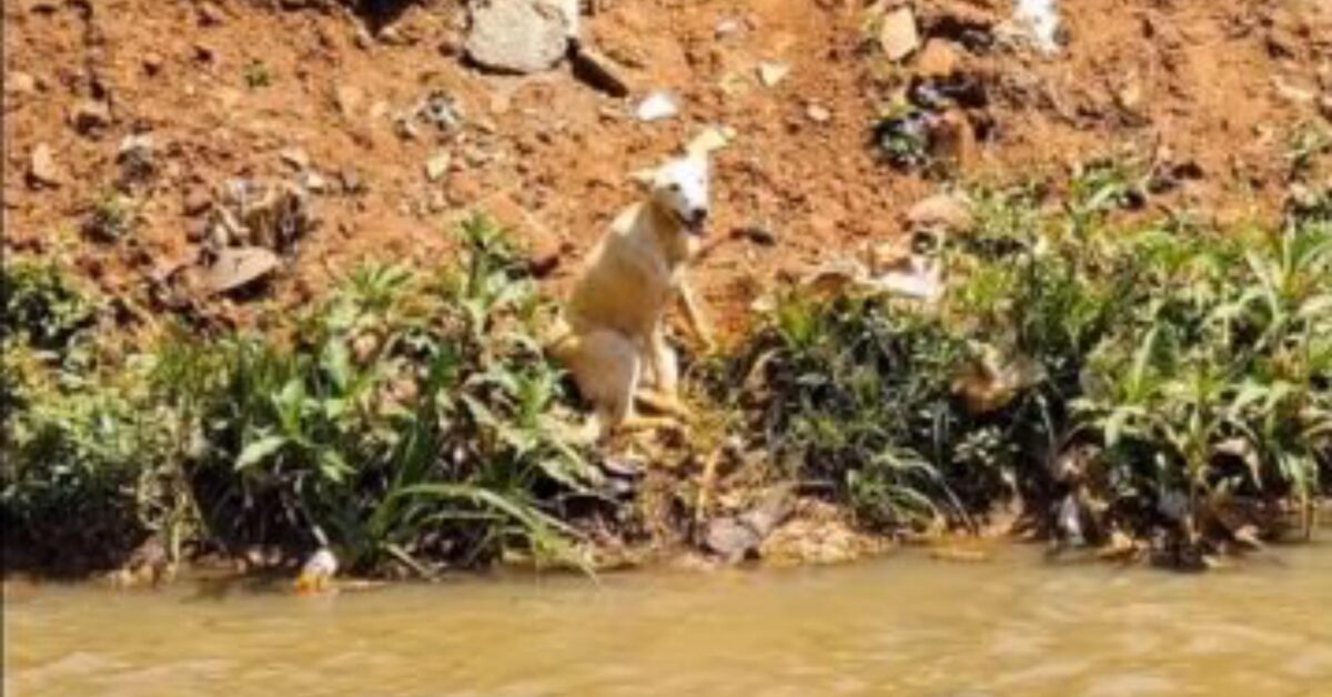 Il cane zoppo finisce in un canale e viene soccorso prontamente