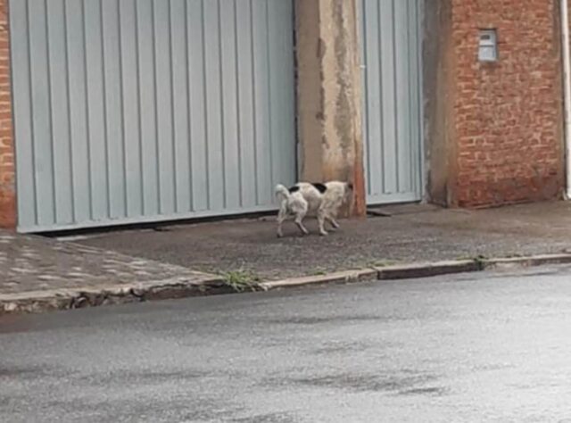 Chiclete, il cagnolino abbandonato ha trovato la felicità