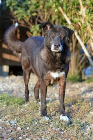 Dolcezza, la cagnolona che aspetta da tempo una famiglia