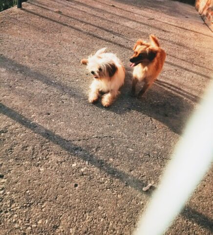 Due cagnoline cercano urgentemente una famiglia per sempre