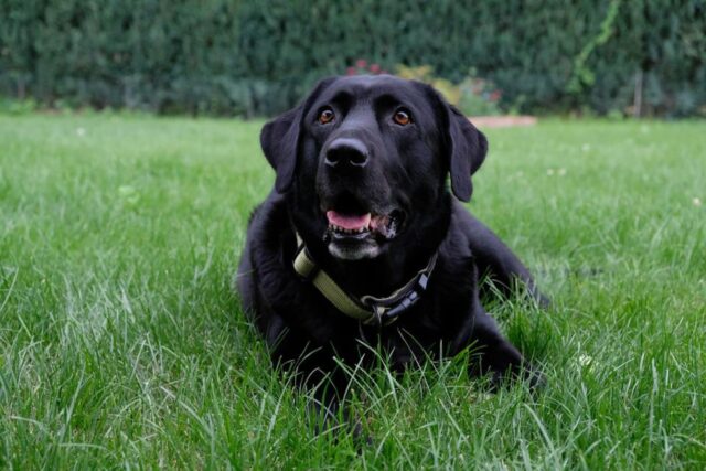 Gumbo, il cagnolone che sta aiutando il suo umano nei momenti difficili