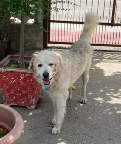 Il cane della nipote lo morde ma è lui che viene punito: aiutiamolo a non tornare in canile