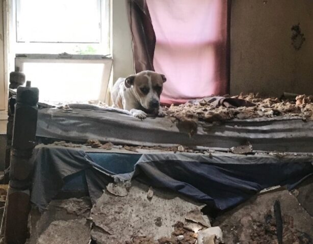 Lily, la cagnolina abbandonata in una casa non abitata