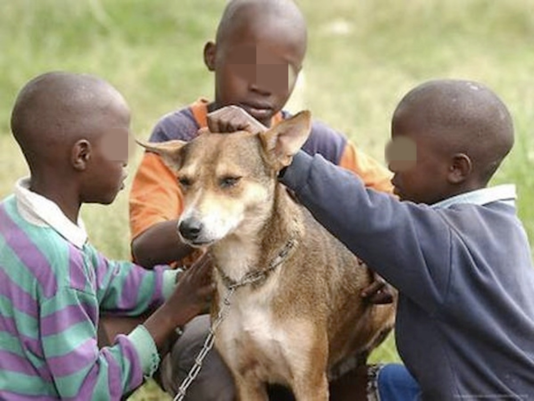 Приручённая Африканская собака