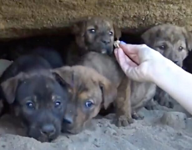 Nove cuccioli salvati da una donna che ha rischiato la vita per loro