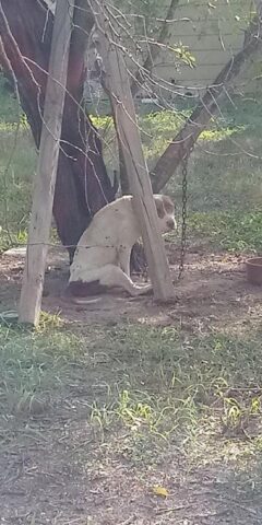 Otillia, la cagnolona abbandonata perché non poteva più camminare