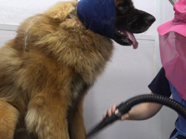 Toelettatrice lava per la prima volta un Leonberger di 59 kg