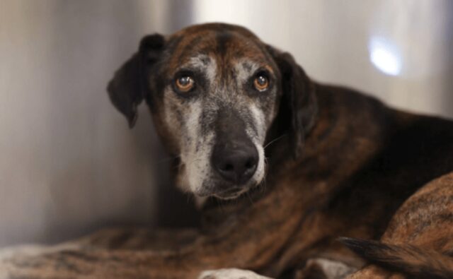 Tony, il cane anziano che ha passato 15 giorni senza cibo e acqua