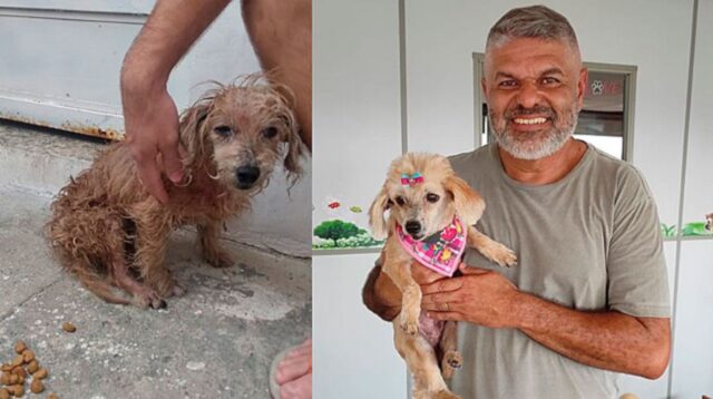 Cane salvato da un tumore alla mammella trova la sua casa per sempre